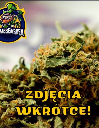 Auto Critical Sour Kush Feminized (Gnomes Seeds)