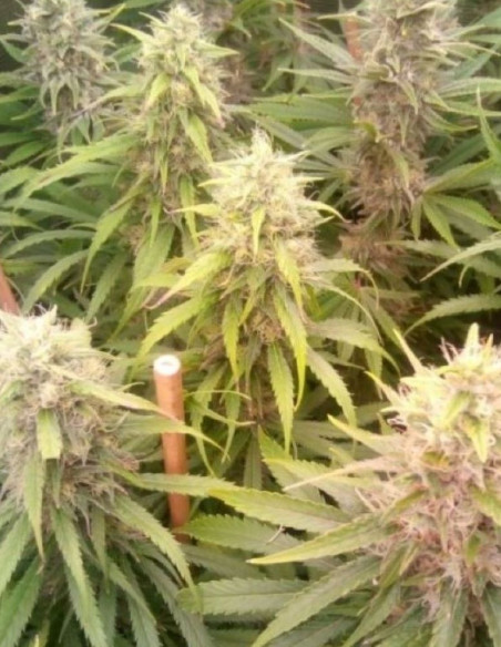 Taskenti Feminizowane (Gnomes Seeds)-Gnomes Seeds-GnomesGarden