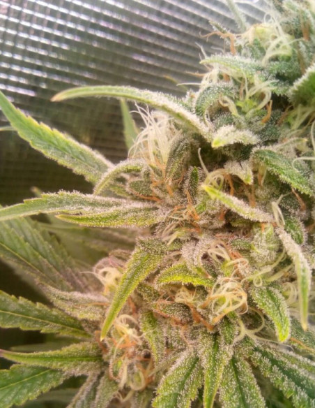 Taskenti Feminised (Gnomes Seeds)-Gnomes Seeds-GnomesGarden