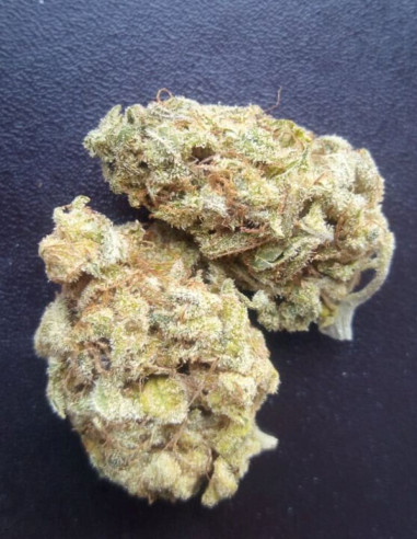Taskenti Feminised (Gnomes Seeds)-Gnomes Seeds-GnomesGarden