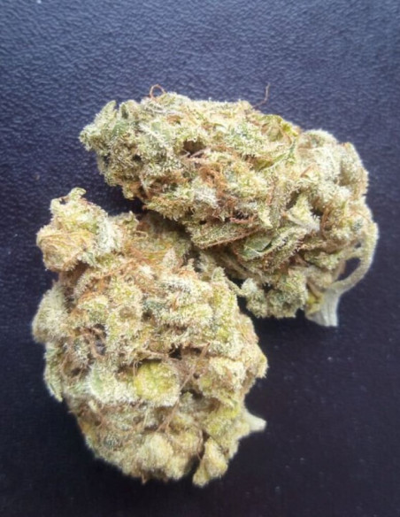 Taskenti Feminizowane (Gnomes Seeds)-Gnomes Seeds-GnomesGarden