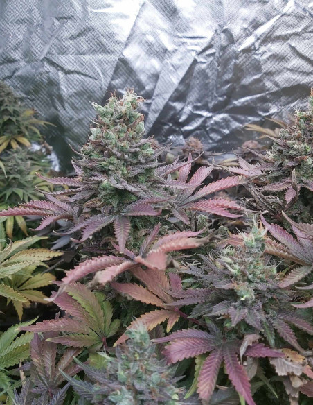 Taskenti Feminizowane (Gnomes Seeds)-Gnomes Seeds-GnomesGarden