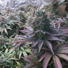 Taskenti Feminizowane (Gnomes Seeds)