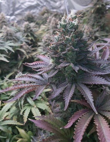 Taskenti Feminisiert (Gnomes Seeds)