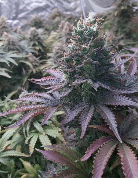 Taskenti Feminised (Gnomes Seeds)-Gnomes Seeds-GnomesGarden