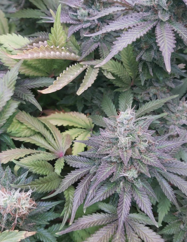 Taskenti Feminised (Gnomes Seeds)-Gnomes Seeds-GnomesGarden