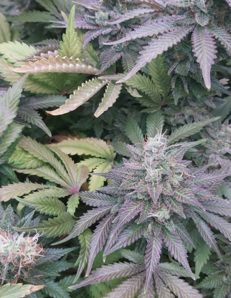 Taskenti Feminizowane (Gnomes Seeds)-Gnomes Seeds-GnomesGarden