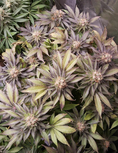 Taskenti Feminised (Gnomes Seeds)-Gnomes Seeds-GnomesGarden