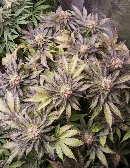 Taskenti Feminised (Gnomes Seeds)-Gnomes Seeds-GnomesGarden