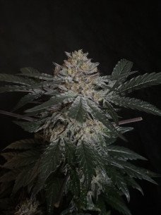 Candy Rain Feminisiert (Gnomes Seeds)