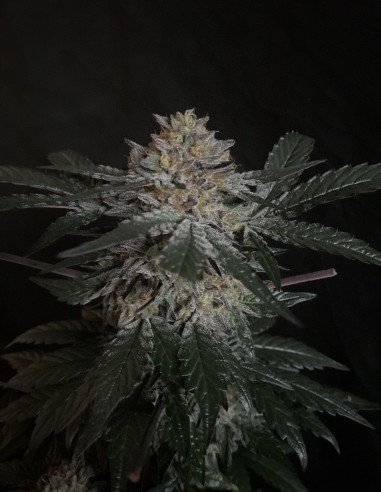 Candy Rain Feminisiert (Gnomes Seeds)