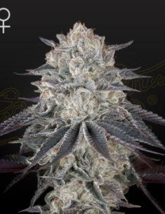 Fullgas Feminized (Green House Seeds)