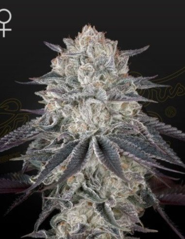Fullgas Feminizowane (Green House Seeds)