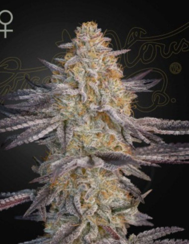Super Lemon Haze Feminized (Green House Seeds)-Greenhouse Seeds-GnomesGarden