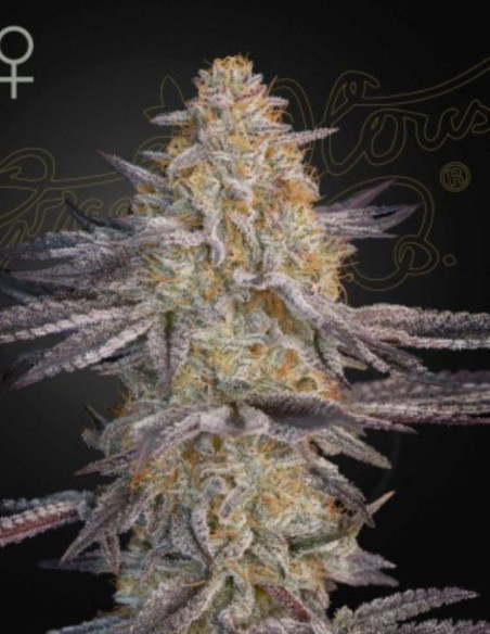 Super Lemon Haze Feminized (Green House Seeds)-Greenhouse Seeds-GnomesGarden