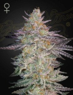 Super Lemon Haze x GMO Feminized (Green House Seeds)