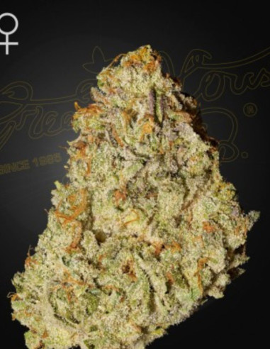 Super Lemon Haze x GMO Feminisiert (Green House Seeds)-Greenhouse Seeds-GnomesGarden