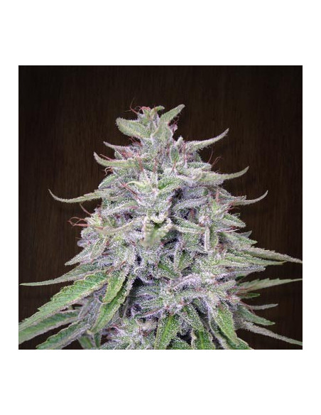 Bangi Haze Regular (Ace Seeds)-Gnomes Garden Shop-GnomesGarden