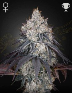 Lemon Orange Feminized (Green House Seeds)