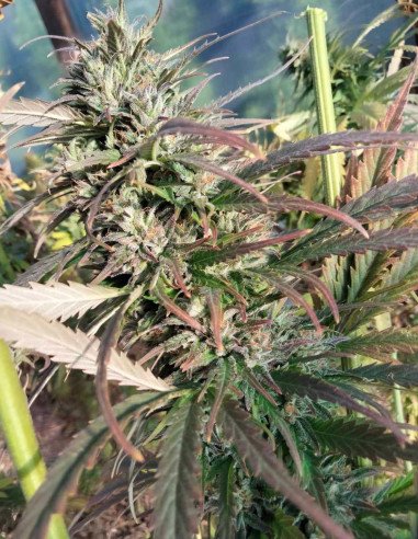 Panakeia CBG Feminisiert (Gnomes Seeds)