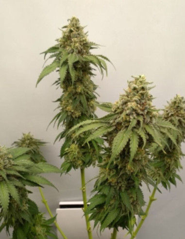 Por 1.7 Euro Bruce Banner Feminizado (Gnomes Seeds)