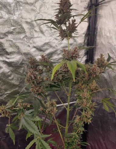 Auto Tiramisu Cookies Feminizowane (Gnomes Seeds)