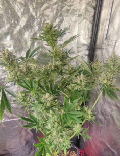 Auto Orange Haze Feminisiert (Gnomes Seeds)