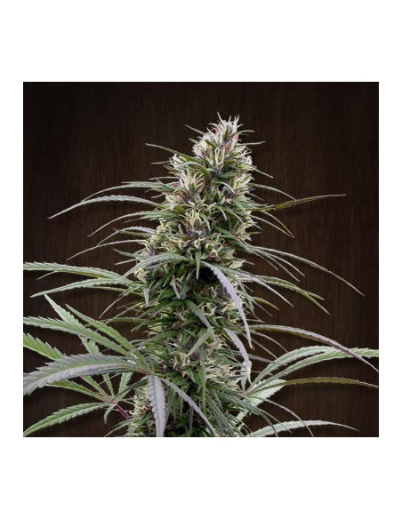 Congo Regular (Ace Seeds)-Ace Seeds-GnomesGarden