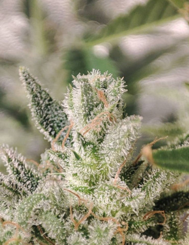 Auto Orange Haze Feminized (Gnomes Seeds)-Gnomes Seeds-GnomesGarden