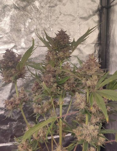 Auto Strawberry Cough Feminizado (Gnomes Seeds)