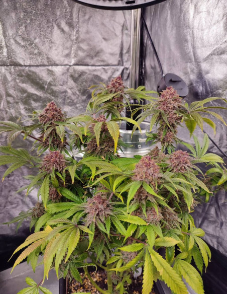 Auto Apple Guava Feminized (Gnomes Seeds)-Gnomes Seeds-GnomesGarden