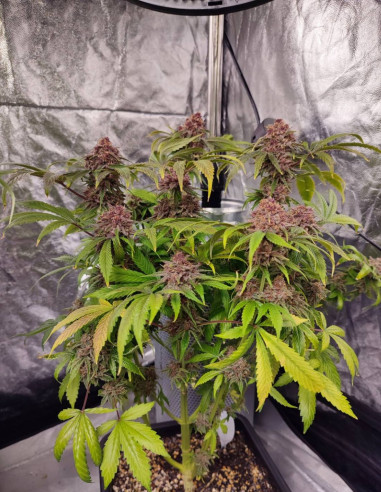 Auto Apple Guava Feminized (Gnomes Seeds)-Gnomes Seeds-GnomesGarden