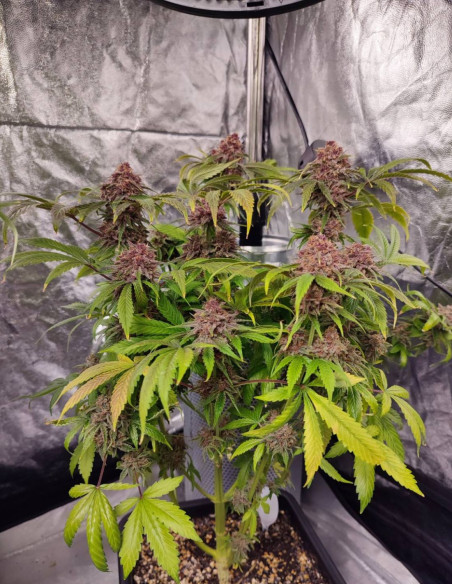 Auto Apple Guava Feminized (Gnomes Seeds)-Gnomes Seeds-GnomesGarden