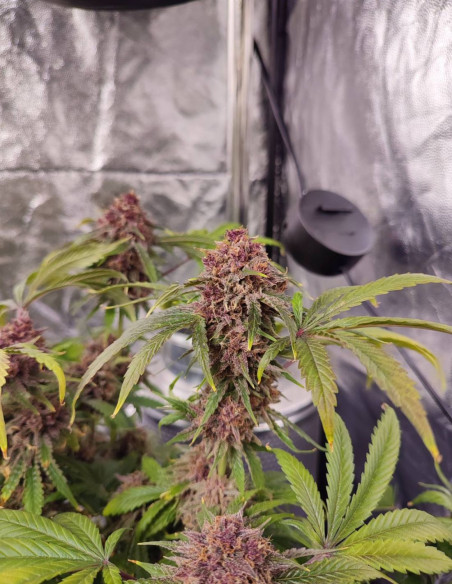 Auto Apple Guava Feminized (Gnomes Seeds)-Gnomes Seeds-GnomesGarden