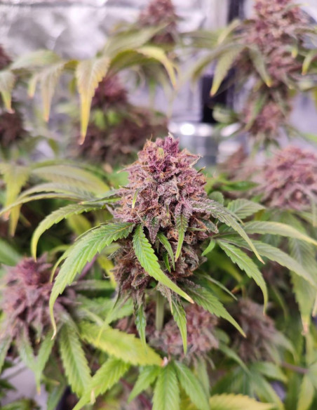 Auto Apple Guava Feminized (Gnomes Seeds)-Gnomes Seeds-GnomesGarden