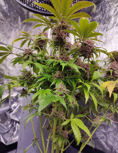 Auto Apple Guava Feminized (Gnomes Seeds)-Gnomes Seeds-GnomesGarden