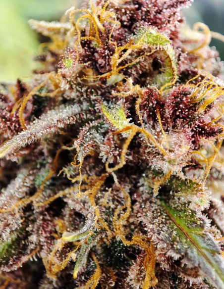 Auto Apple Guava Feminized (Gnomes Seeds)-Gnomes Seeds-GnomesGarden