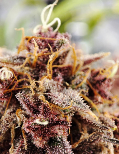 Auto Apple Guava Feminized (Gnomes Seeds)-Gnomes Seeds-GnomesGarden