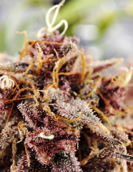 Auto Apple Guava Feminized (Gnomes Seeds)-Gnomes Seeds-GnomesGarden