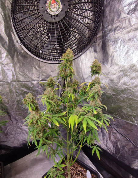 Auto Sour Guava Feminizowane (Gnomes Seeds)-Gnomes Seeds-GnomesGarden