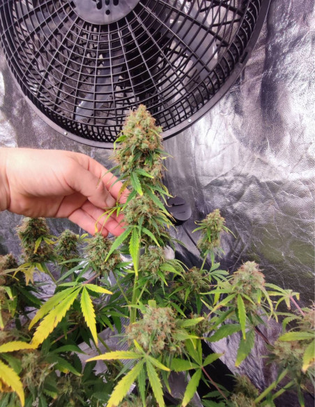 Auto Sour Guava Feminizowane (Gnomes Seeds)-Gnomes Seeds-GnomesGarden