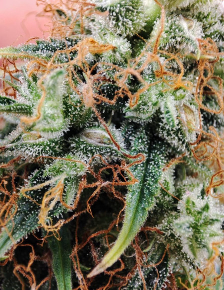 Auto Sour Guava Feminizowane (Gnomes Seeds)-Gnomes Seeds-GnomesGarden