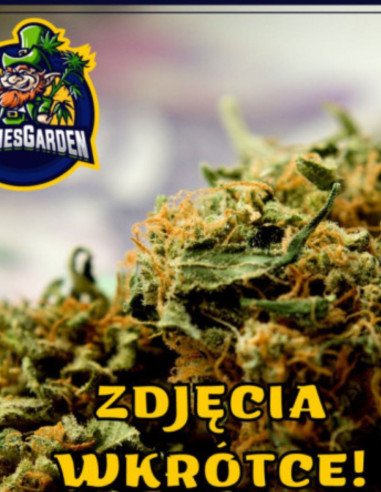 Girl Scout Cookies Fast Version Feminized (Gnomes Seeds)
