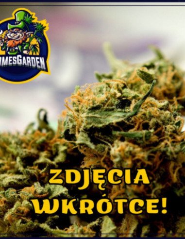 Black Domina Feminized (Gnomes Seeds)