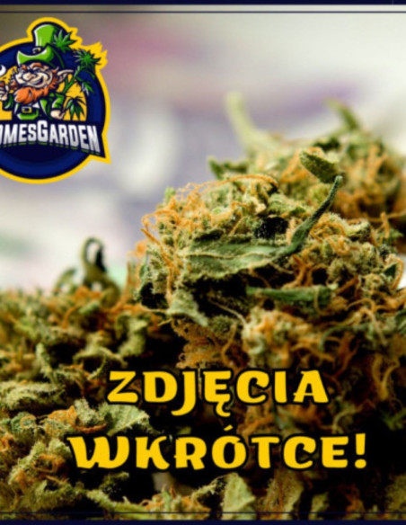 Black Domina Feminized (Gnomes Seeds)-Gnomes Seeds-GnomesGarden