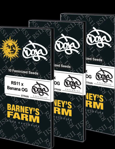 RS11 x Banana OG Feminizado (Barney's Farm)-Barney`s Farm-GnomesGarden