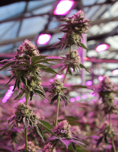 RS11 x Banana OG Feminizado (Barney's Farm)-Barney`s Farm-GnomesGarden