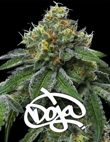 RS11 x Banana OG Feminizado (Barney's Farm)-Barney`s Farm-GnomesGarden