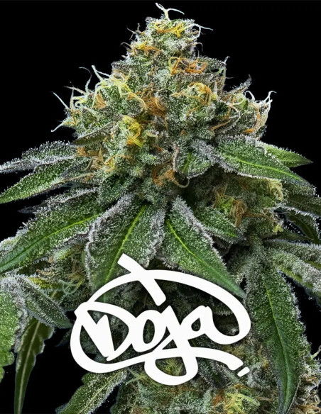 RS11 x Banana OG Feminizado (Barney's Farm)-Barney`s Farm-GnomesGarden