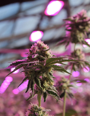 RS11 x Banana OG Feminizado (Barney's Farm)-Barney`s Farm-GnomesGarden